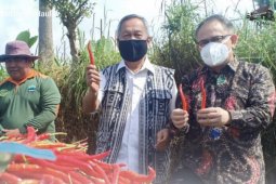 Stok cabai di Kaltim aman jelang Ramadhan dan Idul Fitri