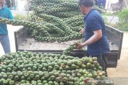 Jelang Ramadhan 1442 H, permintaan Kolang Kaling Tapsel luar Sumatera meningkat stok barang kurang