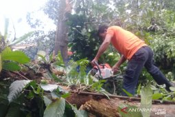 Empat rumah tertimpa pohon tumbang akibat angin kencang di Sumbar