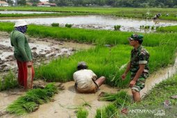Cadangan beras di Bangkalan cukup untuk kebutuhan delapan bulan