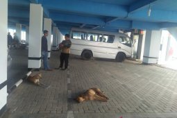 Distan Mukomuko jemput vaksin cegah penyakit rabies