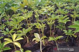 Pemkab Pamekasan kuatkan ekonomi masyarakat melalui budi daya tanaman porang