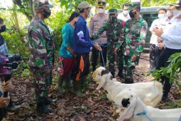Efek Domino TMMD Jembrana, dari Sentra Perkebunan hingga Peternakan Kambing