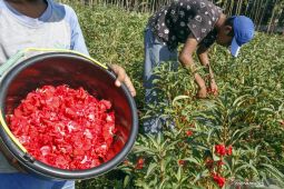 BRIN ciptakan varietas unggul pacar air untuk tanaman hias dan bahan baku obat