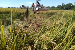 Petani Karawang hadapi murahnya harga gabah