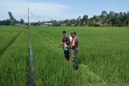 Cegah hama, Kodim Aceh Timur bantu petani semprot tanaman padi