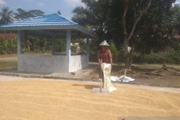 Harga gabah di Lampung Utara turun signifikan