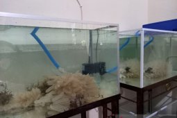 Perkaya populasi, PT Timah Bakal Rilis Anakan Cumi ke Laut