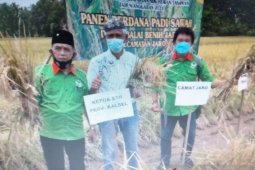 STII berhasil mengenalkan varitas padi Trisakti produksi 13,5 ton per hektare