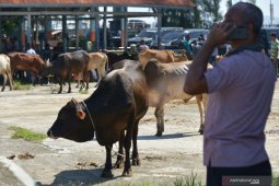 Pemkab Simeulue jamin kesehatan ternak sambut meugang Ramadhan