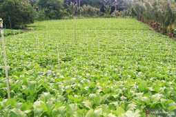 DPMPD Kaltim ajak kades gandeng usaha desa kembangkan pertanian