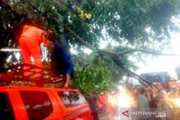 Hujan deras di Kota Bekasi sebabkan banjir dan pohon tumbang
