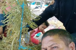 Petani rumput laut wilayah terluar Maluku butuh bantuan modal usaha