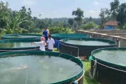 Petani milenial pembudidaya ikan raih diproyeksikan raih untung Rp4,42 juta/bulan
