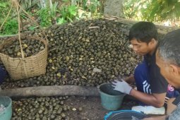 Perajin kolang kaling di Cianjur kebanjiran pesanan