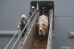 Anggota DPR sarankan Kemendag Ikuti Kementan soal impor daging