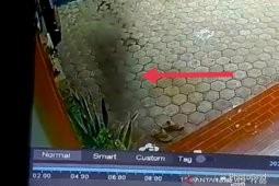 Bayangan "babi ngepet" sering terekam CCTV, pemilik rumah sempat tak percaya
