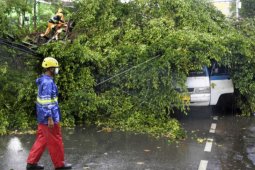 Pohon tumbang akibat angin kencang dan hujan deras