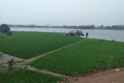 Karawang akan normalisasi irigasi atasi kekeringan sawah