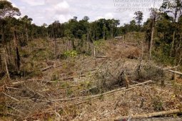 Sebagian hutan Mukomuko rusak akibat perambahan