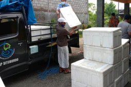 KKP serahkan bantuan 2,3 juta benur udang ke petambak di Tuban