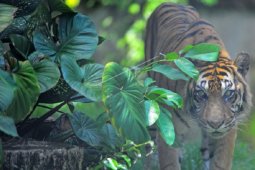 Pemindahan pengelolaan kebun binatang Jambi