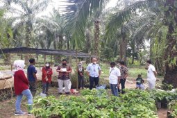 BRI terus kucurkan KUR Mikro untuk usaha berbasis klaster di Sumut