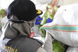 Balai Karantina: Pasokan sayur ke Maluku Utara di Ramadan meningkat