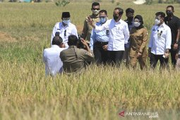 Presiden hadiri panen raya