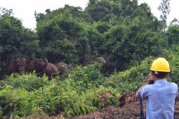 Perusahaan HTI di Sumsel pastikan jaga habitat gajah sumatera