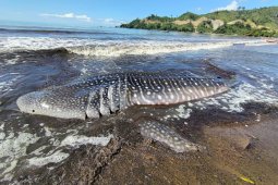 Hiu paus terdampar di Pantai Tulungagung  akhirnya mati