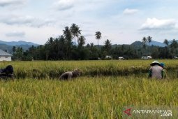 Panen padi di Bulotalangi Barat capai 12 ton/hektare