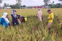 Petani Bone Bolango kembangkan padi gunakan pupuk organik