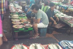 DKP  Tikep :  hasil panen udang vename akan dijual ke pedagang