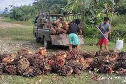 UU Ciptaker beri perlindungan pekerja sektor sawit