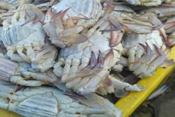 Kepiting rajungan di Lampung Timur capai Rp100.000/kg, sayangnya tangkapan sedikit