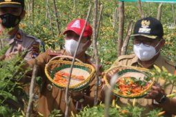 Bupati : Proyek percontohan cabai tiung bisa diperluas