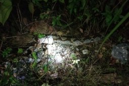 Telan seekor kambing, ular piton ditangkap warga