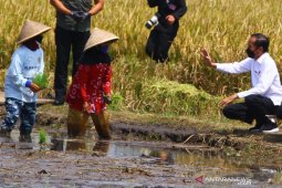 Jokowi inspects rice planting, harvesting processes in Malang District