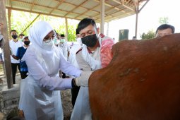 Program SMS Pisan Banyuwangi untuk maksimalkan reproduksi indukan sapi