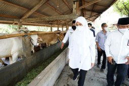 Banyuwangi dipilih jadi percontohan pengembangan sapi belgian blue dan wagyu
