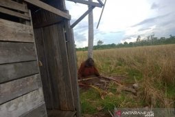Orangutan masuk perkampungan warga di KKU  merusak pohon kelapa