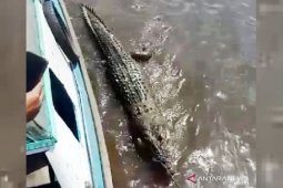 Seekor buaya besar mati terdampar di pinggir Sungai