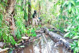 Seekor buaya ditemukan mati dengan punggung bekas luka tusukan benda tajam