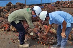 Legislator: Sawit dongkrak ekonomi masyarakat Aceh Barat Daya