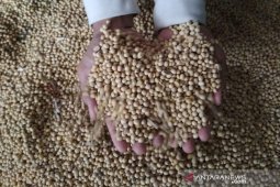 Harga kedelai impor di Kudus tembus hingga Rp10.000/kg