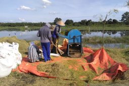 Nilai tukar petani di Jambi naik 0,10 persen