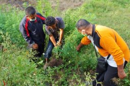 Tanam 50 batang ganja, petani 35 tahun ini diamankan Polres Simalungun