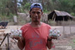 Jadi mitra binaan PT Timah, Etrawadi kembangkan usaha peternakan bebek