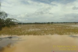 Ratusan petani di Kecamatan Satui terancam gagal panen